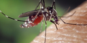 Número de casos prováveis de dengue aumentam 57,5% em Pernambuco